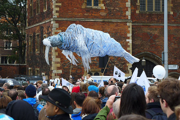 Greenpeace - Aurora the polar bear