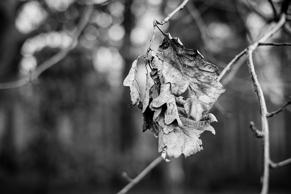 A wander through Joyden's Wood